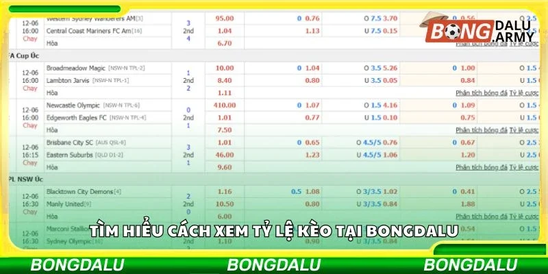 Tìm hiểu cách xem tỷ lệ kèo tại bongdalu