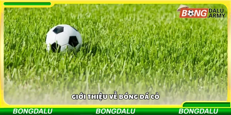 Những điều cần biết về bóng đá cỏ
